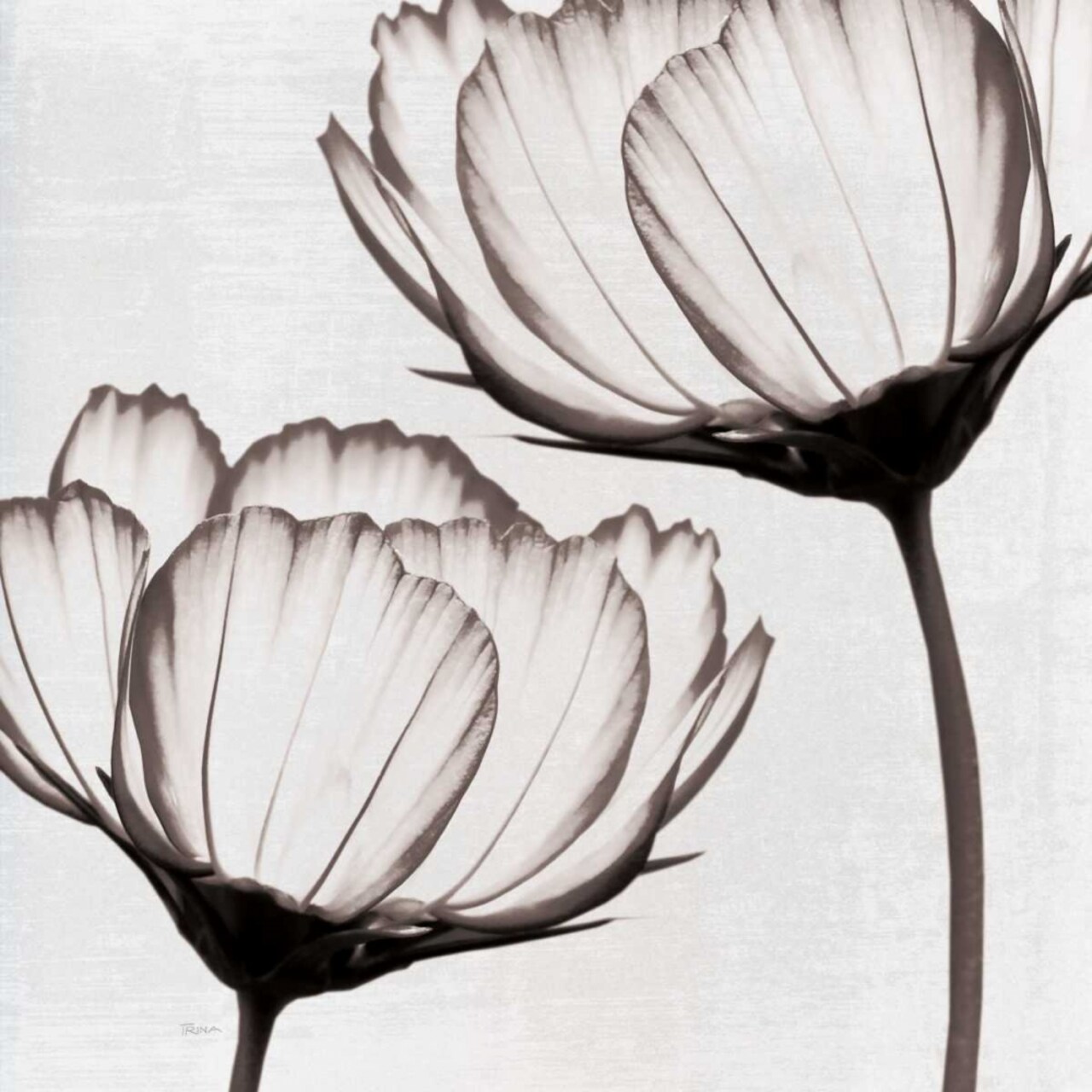 Takes Two I Poster Print by Katrina Craven - Item # VARPDX14681